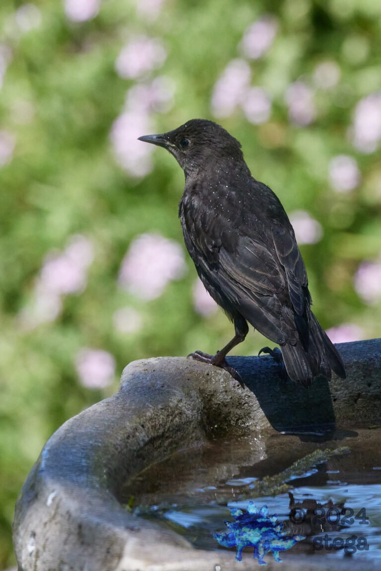 European Starling