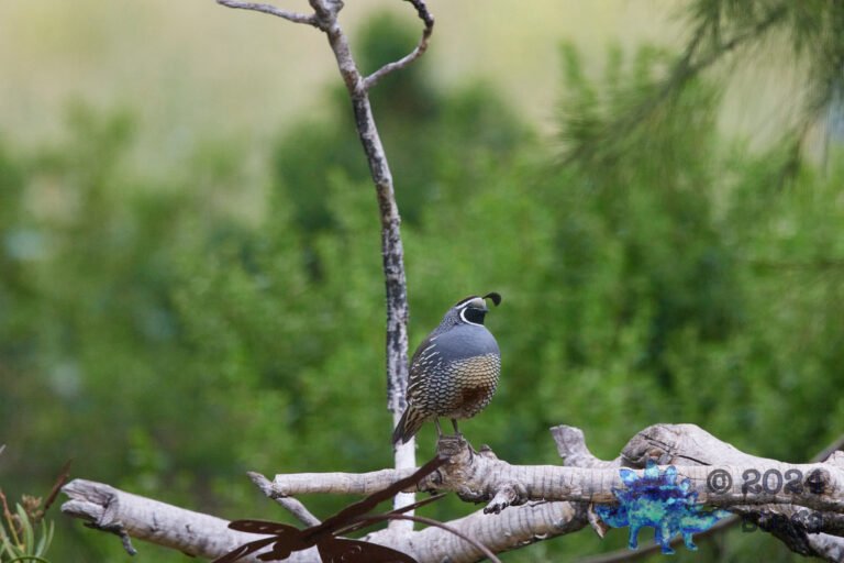 California Towhee