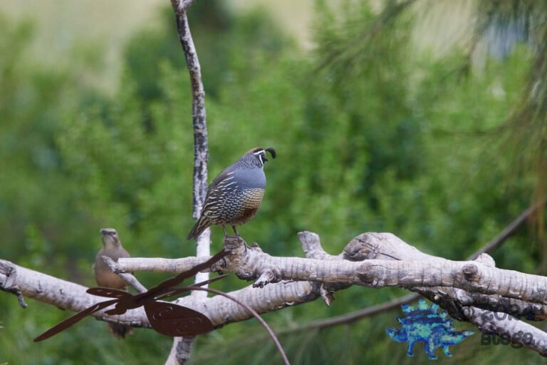 California Quail