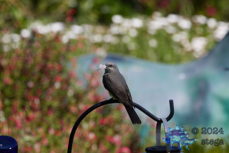 Western Kingbird
