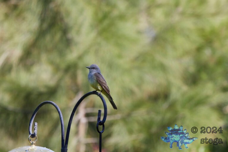 Western Kingbird