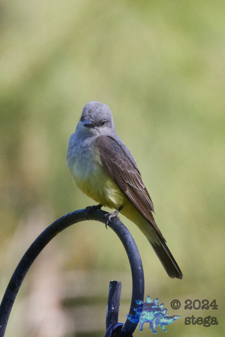 Western Kingbird