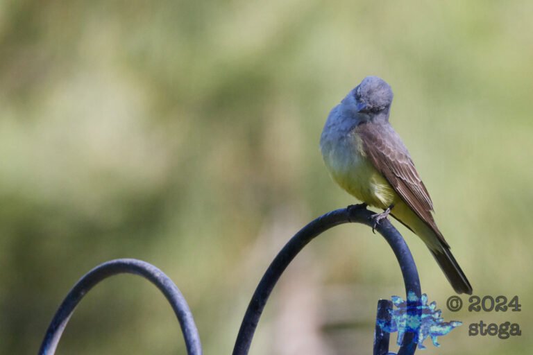 Western Kingbird