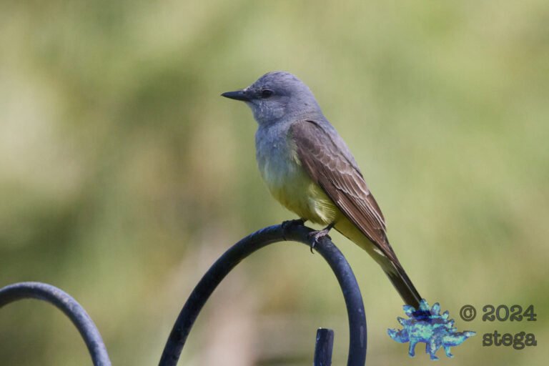 Western Kingbird