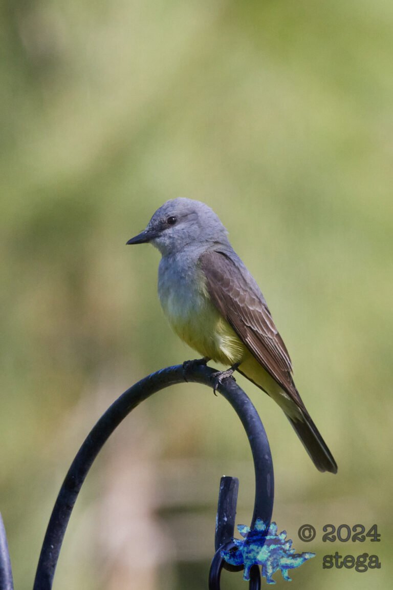 Western Kingbird