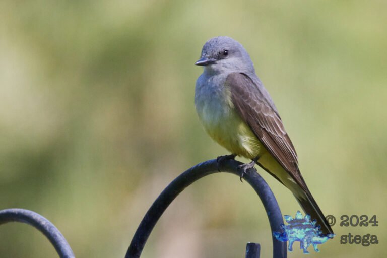 Western Kingbird