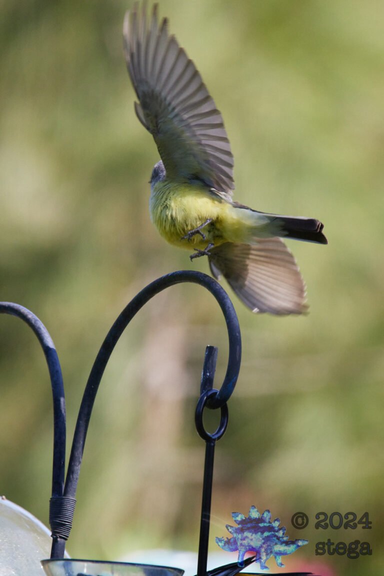 Western Kingbird