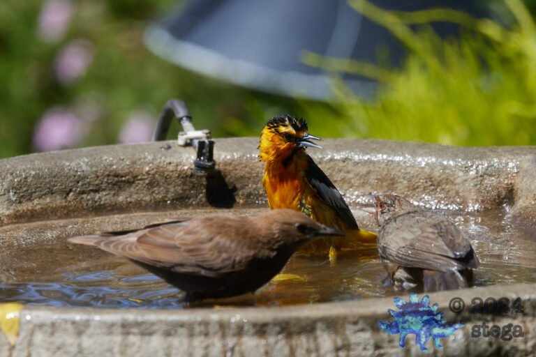 Oriole vs Towhee