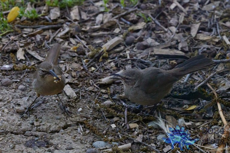 California Thrasher