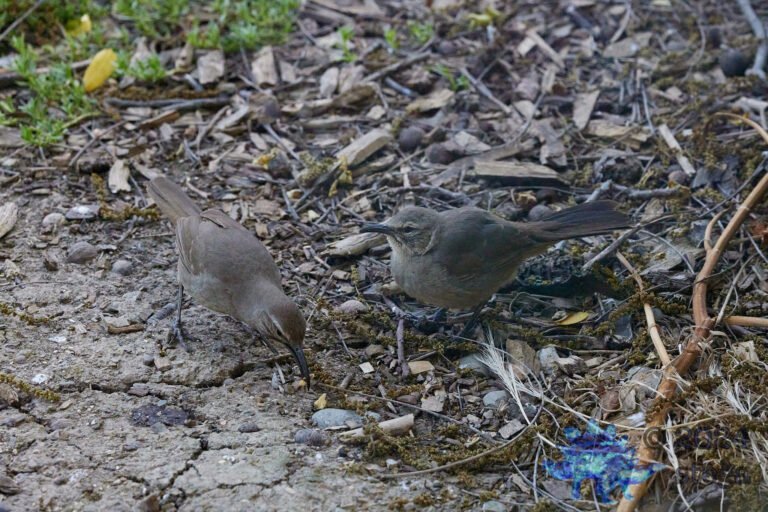 California Thrasher