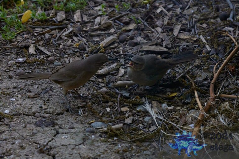 California Thrasher