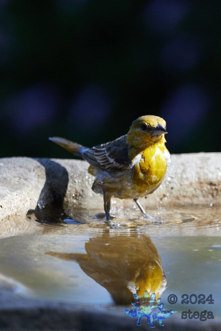 Bullock’s Oriole