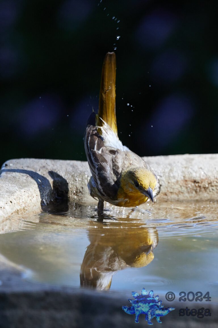 Bullock’s Oriole