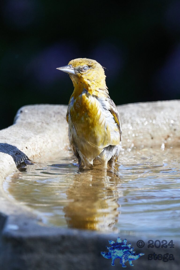 Bullock’s Oriole