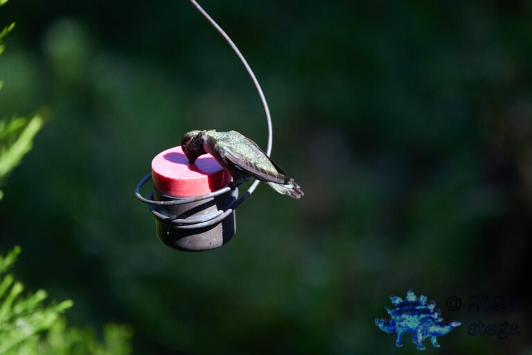 Anna’s Hummingbird