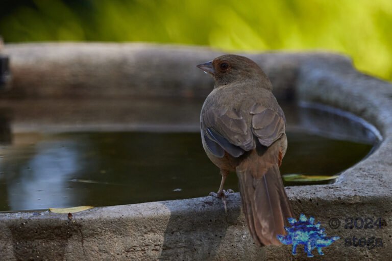 California Towhee