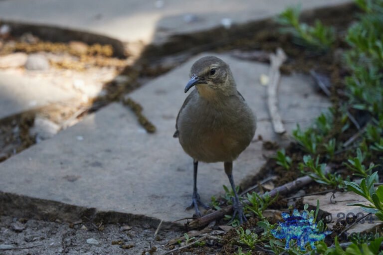 California Thrasher