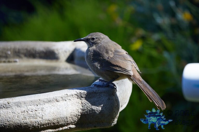 California Thrasher