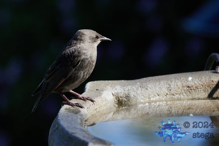 European Starling