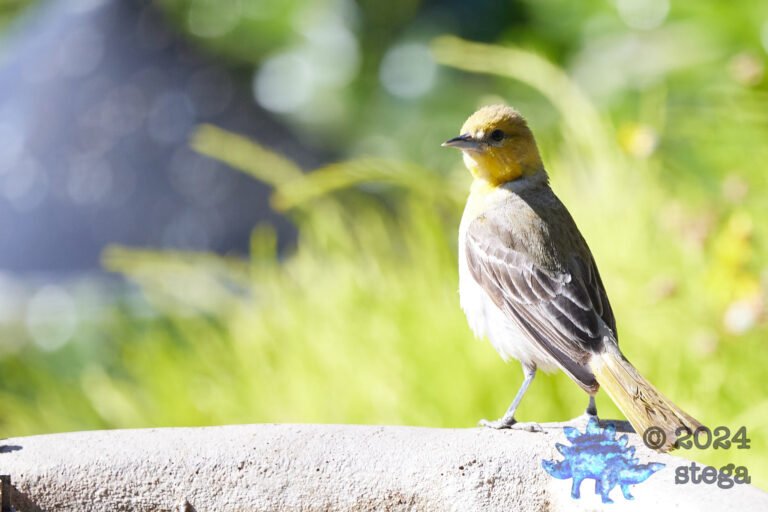 Bullock’s Oriole