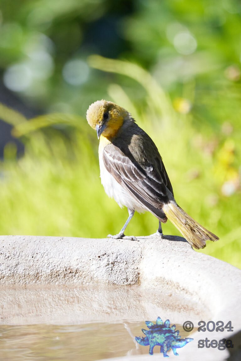 Bullock’s Oriole
