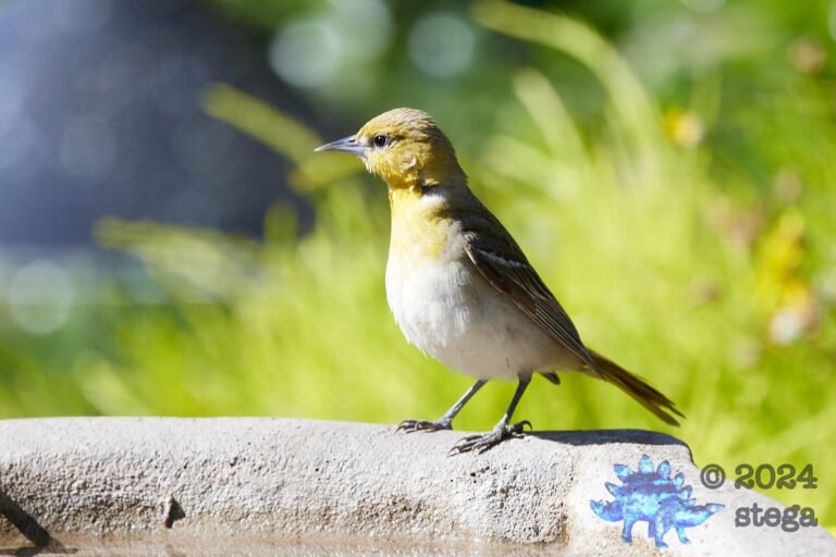 Bullock’s Oriole