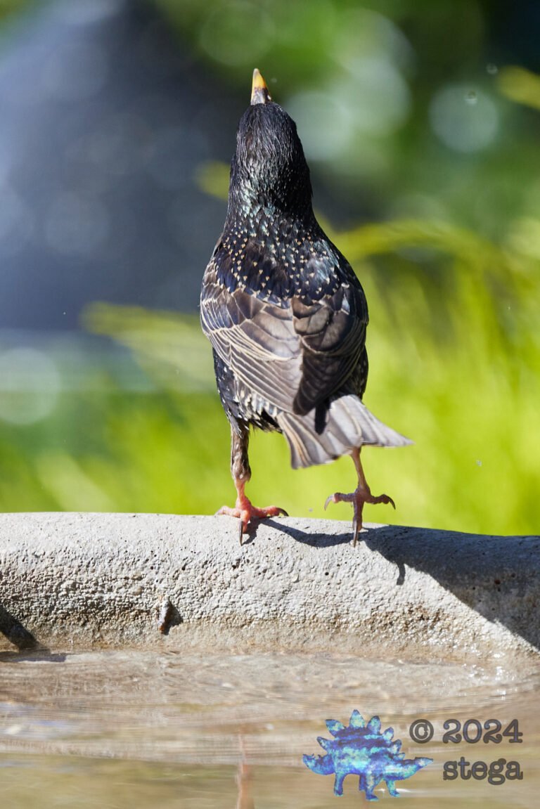 European Starling