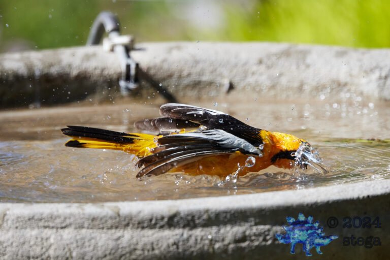 Bullock’s Oriole