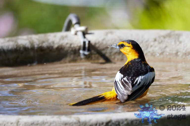 Bullock’s Oriole