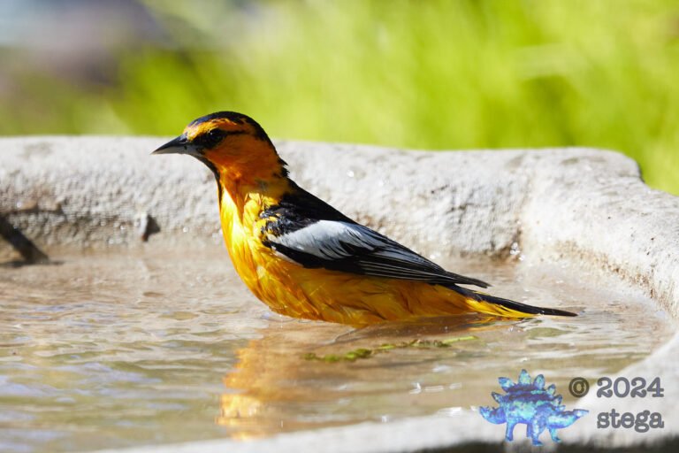 Bullock’s Oriole