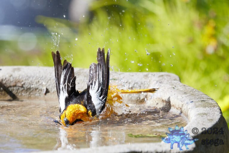 Bullock’s Oriole