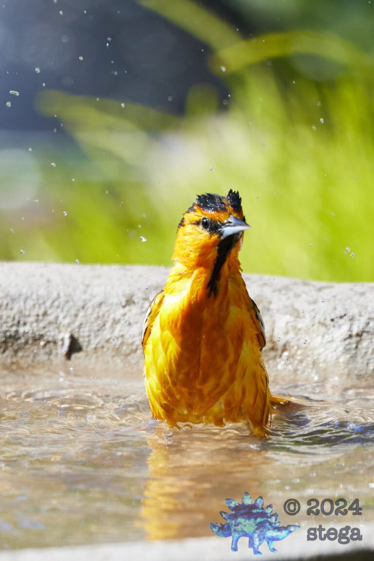 Bullock’s Oriole