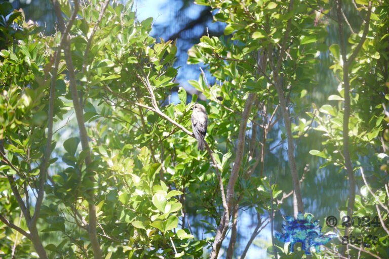 House Finch