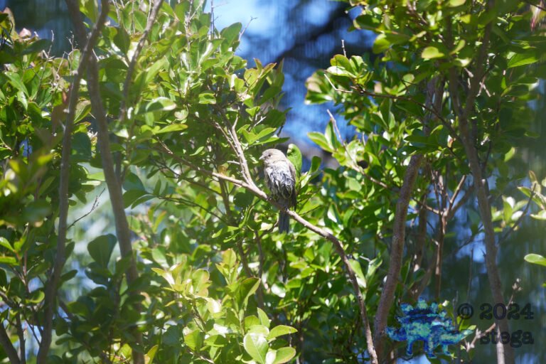 House Finch
