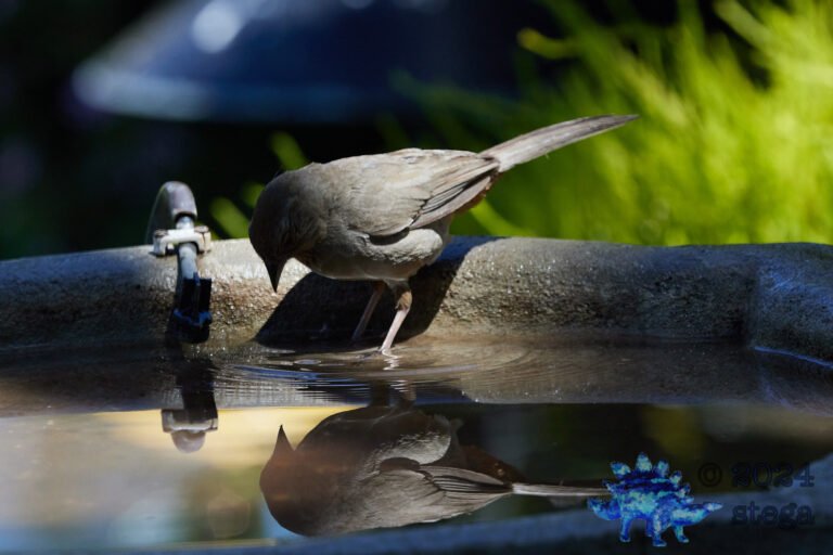 California Towhee