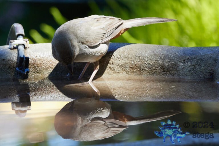 California Towhee