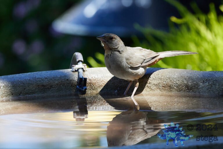 California Towhee