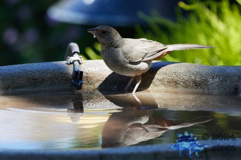 California Towhee
