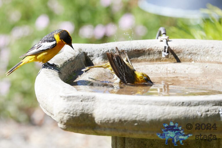 Bullock’s Oriole