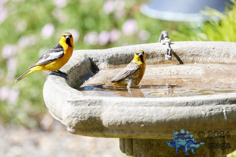 Bullock’s Oriole