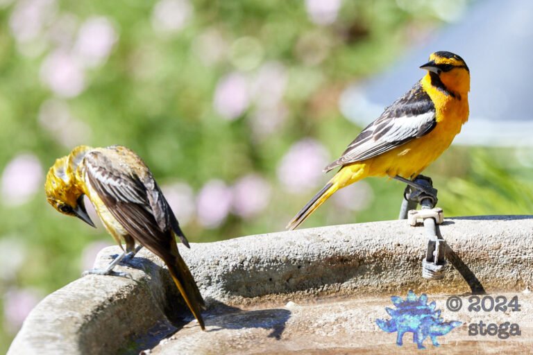 Bullock’s Oriole