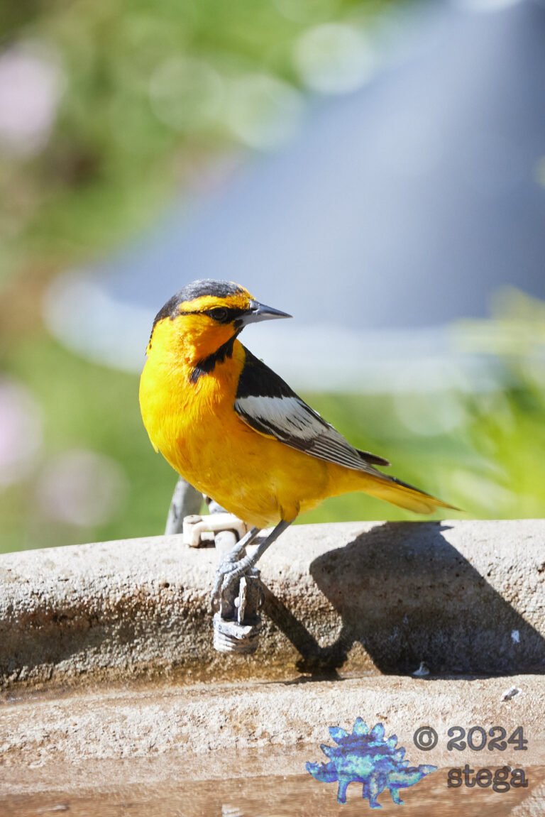 Bullock’s Oriole