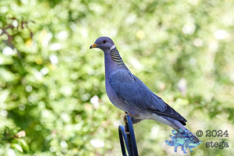 Band-tailed Pigeon