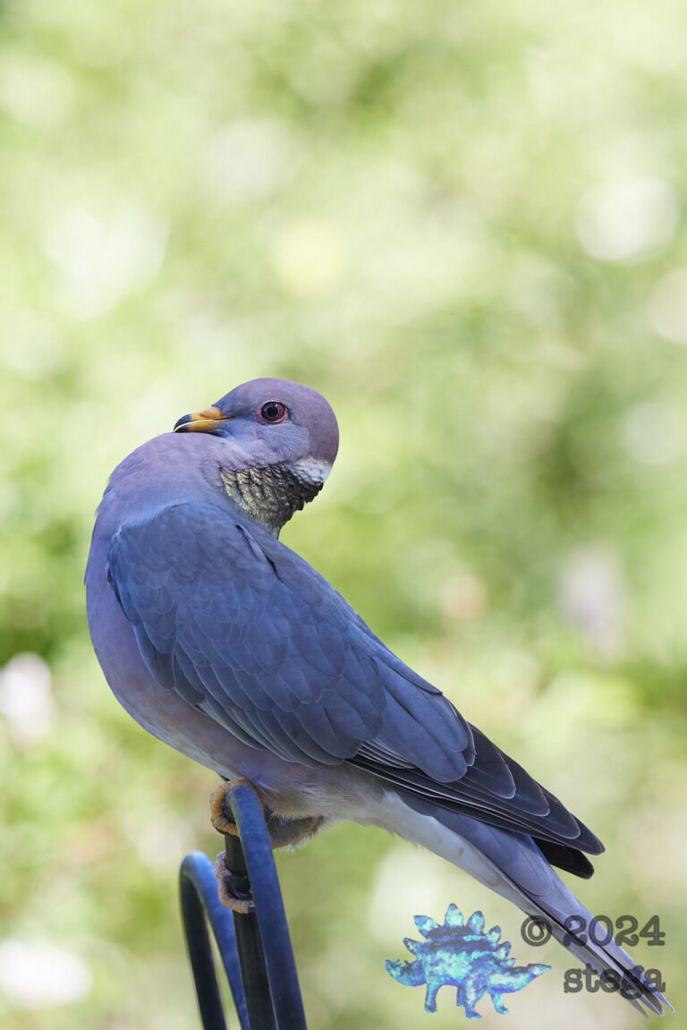 Band-tailed Pigeon