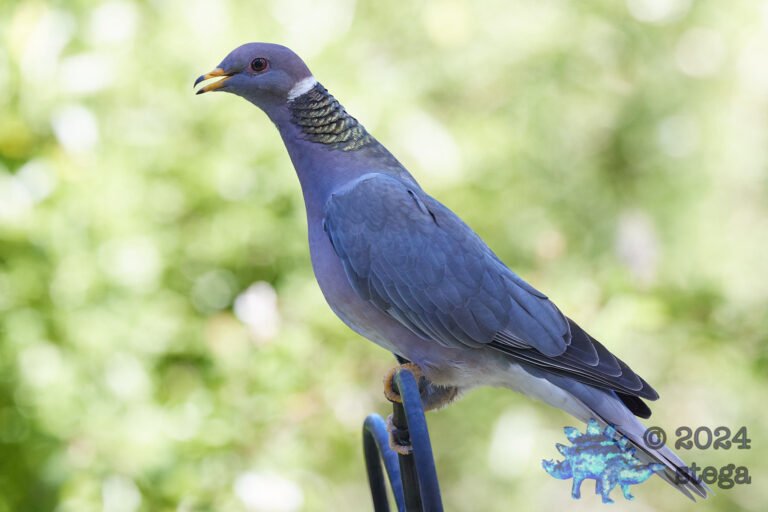 Band-tailed Pigeon