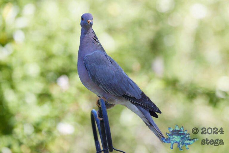 Band-tailed Pigeon
