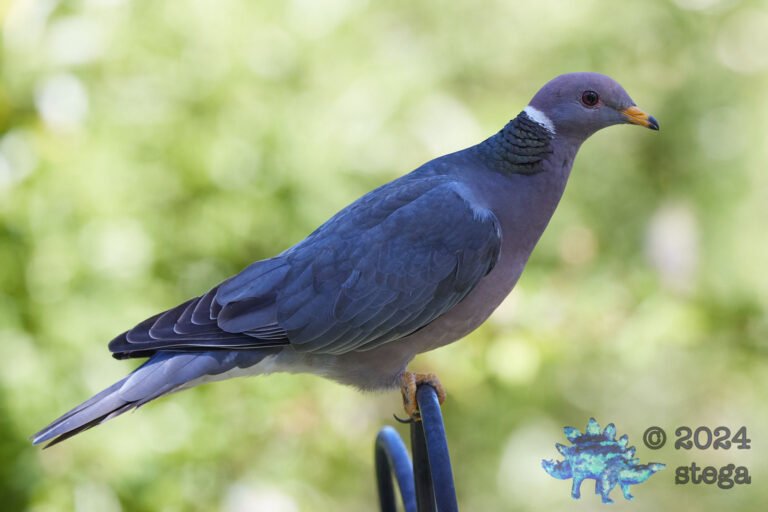 Band-tailed Pigeon