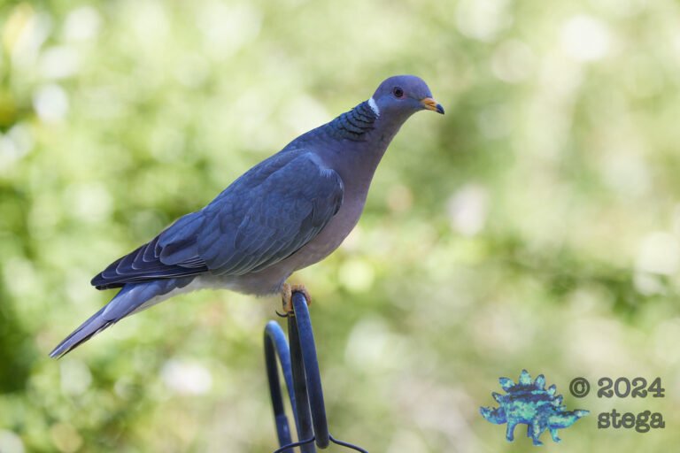Band-tailed Pigeon