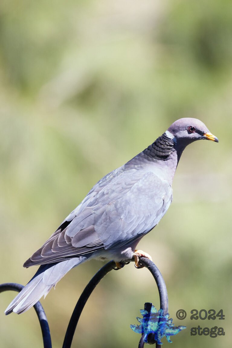 Band-tailed Pigeon