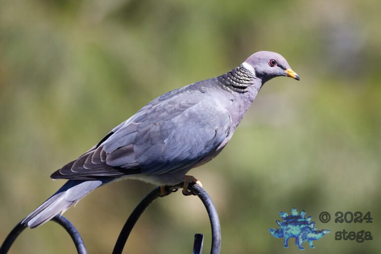 Band-tailed Pigeon